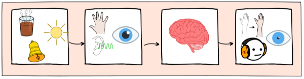 Esquema de bloques de la función de relación. Un estímulo externo es recibido por los órganos de los sentidos, procesada por el cerebro para que haya una actuación