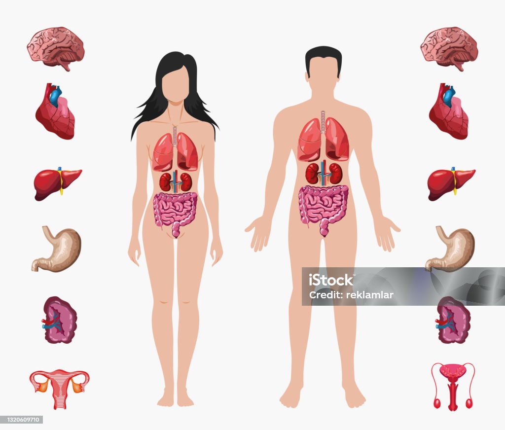 iStock imagen del cuerpo humano