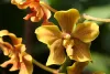 orquidea1