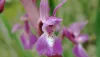 orquidea2