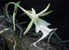 orquidea3