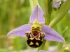 orquidea4