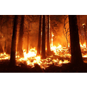 Wildfire