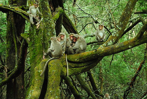 Monkey family