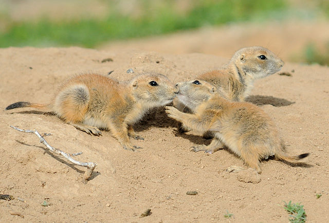 Affectionate Greeting