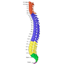 https://es.wikipedia.org/wiki/Esqueleto_humano#/media/Archivo:Gray_111_-_Vertebral_column-coloured_esp.png