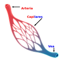 Capilares sanguíneos