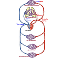 Circulación sanguínea
