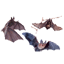 Morcego: mamífero voador