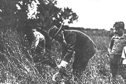 Mussolini at the wheat harvest