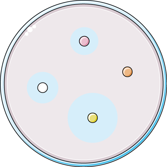 Imaxe dun antibiograma