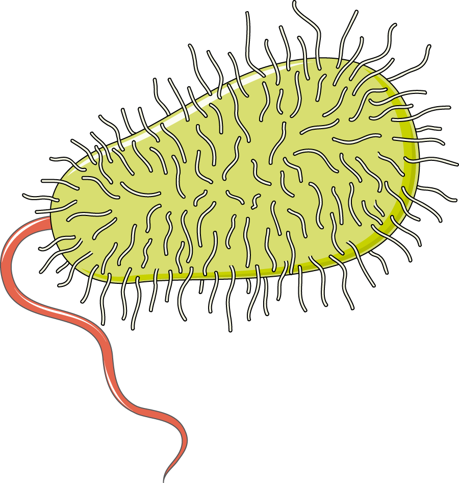 Imaxe dunha bacteria