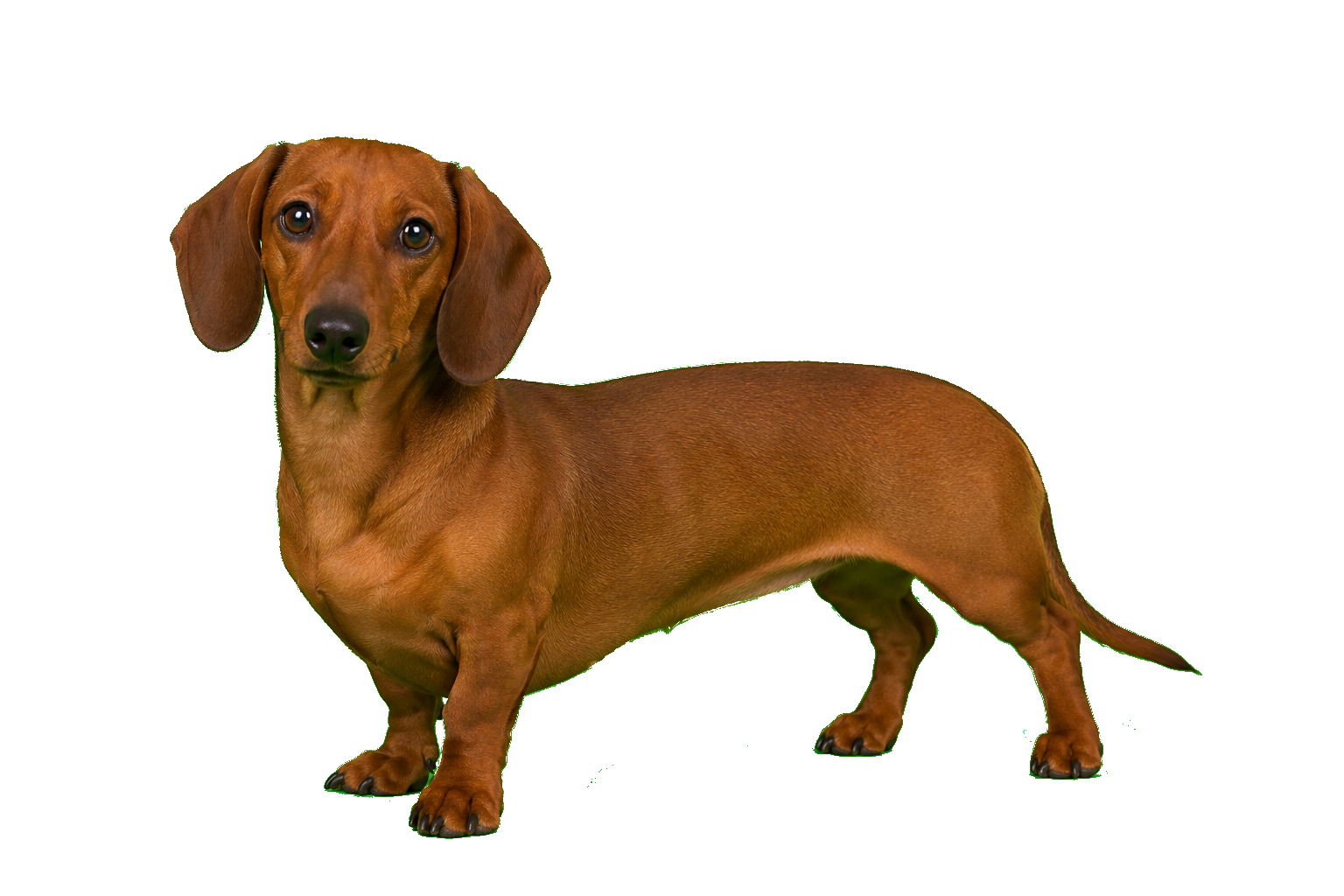 perro salchicha