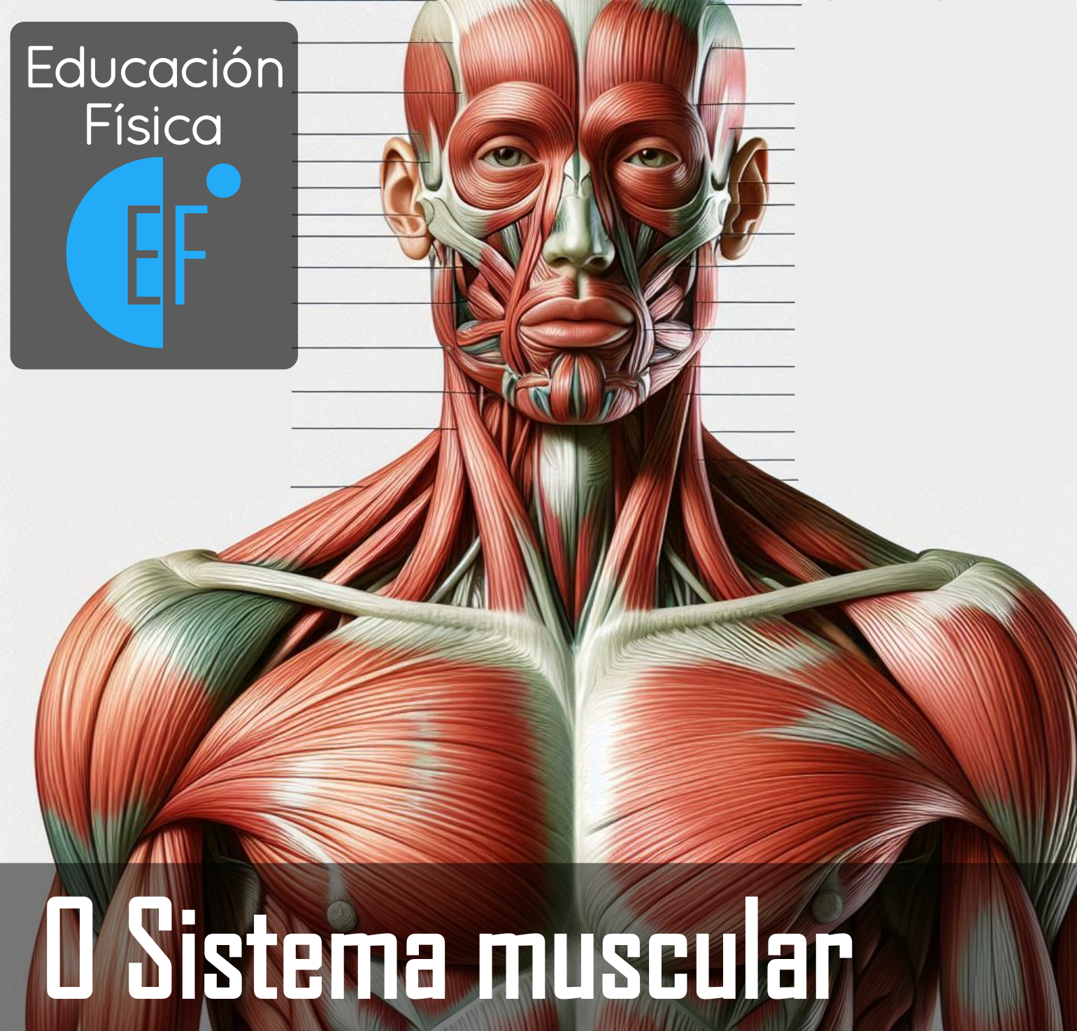 portada sistema muscular