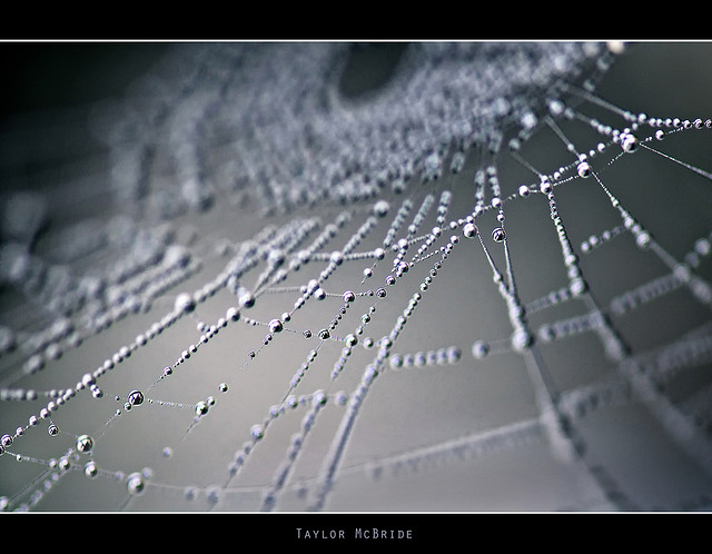 xen&eacute;tica molecular