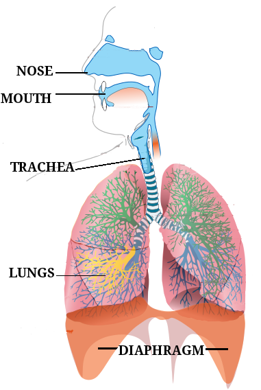 respiratory