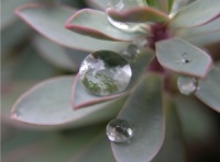 Foto de una gota sobre la hoja de una planta. Rocío.