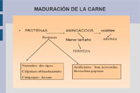 En la imgen se vev las transformaicones bioquímicas que sufren las proteínas de la carne y que aumentan el sabor y aroma.