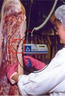 En la imagen se muestra el uso de una sonda para determinar el porcentaje de magro en canales de porcino.