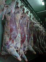  Podemos apreciar canales de vacuno colgadas de una pata en una cámara de oreo.