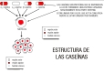 En la imagen se explica el modelo de las caseínas y su disposición en la leche, suspendidas formando estructuras más o menos circulares a partir de unidades menores que están unidas gracias  las cargas eléctricas de las proteínas y al calcio que está disuelto en la leche.