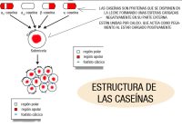 En la imagen se explica el modelo de las caseínas y su disposición en la leche, suspendidas formando estructuras más o menos circulares a partir de unidades menores que están unidas gracias  las cargas eléctricas de las proteínas y al calcio que está disuelto en la leche.