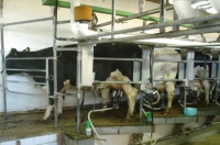 Se puede ver en primer plano una vaca en un sistema de ordeño automático, tiene conectadas las pezoneras en las ubres apreciándose el tubo por donde circula la leche.