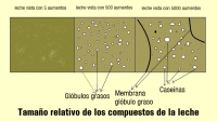 En la imagen se muestra un esquema de la visión de la leche a través del microscopio con varios aumentos. Con 500 aumentos se verían los glóbulos grasos y con 50000 se verían las micelas de caseína junto a uunas estructuras muy grandes, que serían los glóbulos grasos, tan grandes ahora, que no entran en el campo de visión.