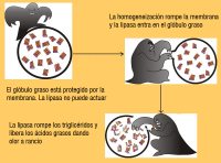 Se puede ver un dibujo representando la diferencia que supone para el fenómeno del enranciamineto la existencia o no de la membrana del glóbulo graso. Hay tres dibujos representando el glóbulo graso con los triglicéridos y fuera de él la lipasa representada por un monstruo. Si la membrana está intacta la lipasa no ataca, cuando se rompe puede entrar y provoca enranciamiento.