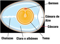Se aprecia un esquema con el corte transversal de un huevo, identificándose sus partes, la yema, unida a la clara por las chalazas, unos filamentos gruesos a ambos lados de la yema, y las cubiertas externas, cáscara y membranas, que dejan una cámara de aire en el extremo más ancho.