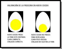 Se puede ver el corte transversal de dos huevos cocidos, en uno que es fresco, la yema está en el centro, en otro huevo, menos fresco la yema queda en un extremo.