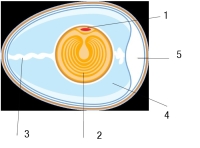 Se aprecia un esquema con el corte transversal de un huevo, identificándose sus partes