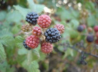 Se puede observar una rama de un arbusto de zarazamora con frutos a media maduración.