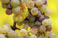 En la imagen se puede ver un racimo de uvas húmedo con presencia, en algunos frutos del hongo Botrytis cinerea.