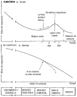 En la imagen se observan dos gráficas donde se representa el ritmo de respiración frente al tiempo. Una corresponde a los frutos climatéricos, en los que el ritmo decrece hasta que llega un punto donde hay un aumento brusco que coincide con la producción de etileno. En los frutos no climatéricos el ritmo desciende paulatinamente y no se aprecia este aumento repentino.