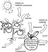 En la imagen podemos ver un gráfico que representa la respiración de las plantas, tomando energía del sol y dióxido de carbono y eliminando oxígeno. Se observa que las frutas al ser recolectadas consumen oxígeno y liberan dióxido de carbono y calor, es decir, el proceso inverso.