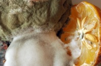 Podemos observar varias naranjas con moho, unas pegadas a las otras.