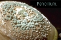 Vemos un primer plano de una fruta con el moho Penicillium apreciándose las esporas en primer plano.