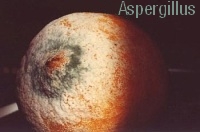 Imagen de una naranja contaminda por hongos del tipo aspergillus, con presencia del micelio en el extremo de la naranja en color blanco y verde.
