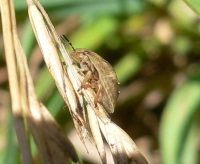 Podemos ver en la imagen un inscto atacando una espiga de cereal.