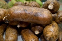 Se pueden ver varias piezas de yuca en primer plano colocadas de forma longitudinal y transversal.