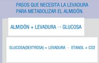 Reacciones de descomposición del almidón en glucosa y de la glucosa en etanol y dióxido de carbono, llevadas a cabo por la levadura.