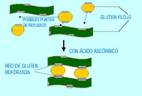 En la imagen se representa un modelo de funcionamiento para el reforzamiento de la red de gluten. Se ven dos unidades de la red con varios puntos donde el ácido ascórbico une pequeñas porciones de gluten para hacerla más densa y por lo tanto más fuerte.