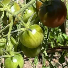 maduración de tomates no horto escolar