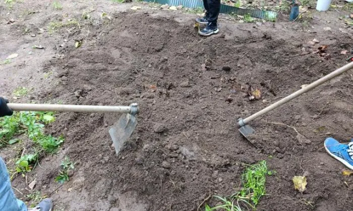 sachando para sementar fabas