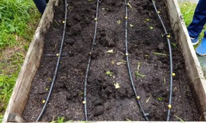 sementando cenouras