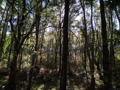IMG-20181022-WA0037.jpg