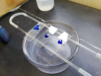 Palabras chave: Club de Ciencias Bioloxía Xeoloxía