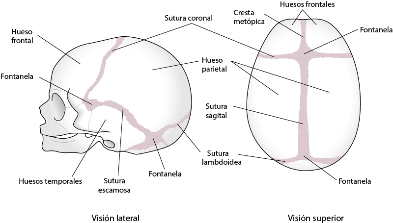 Sutura coronal