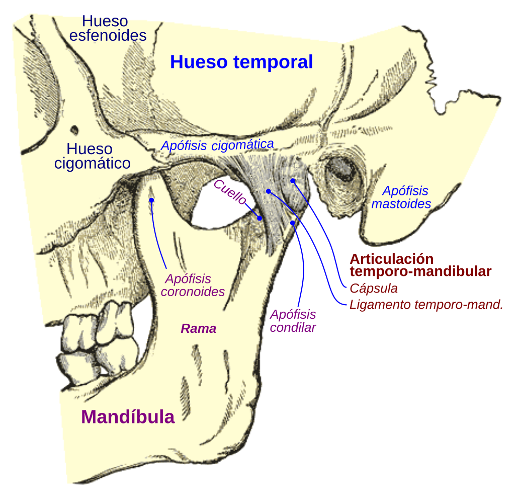 Articulación temporo-mandibular